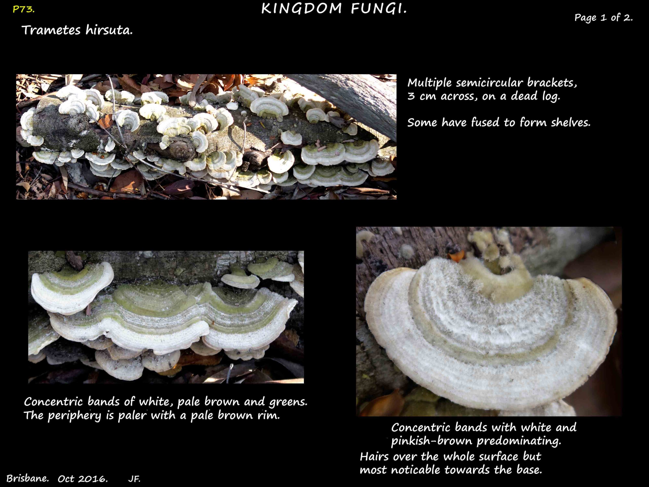 2a Pale bands on the fused caps of Trametes hirsuta fruit bodies