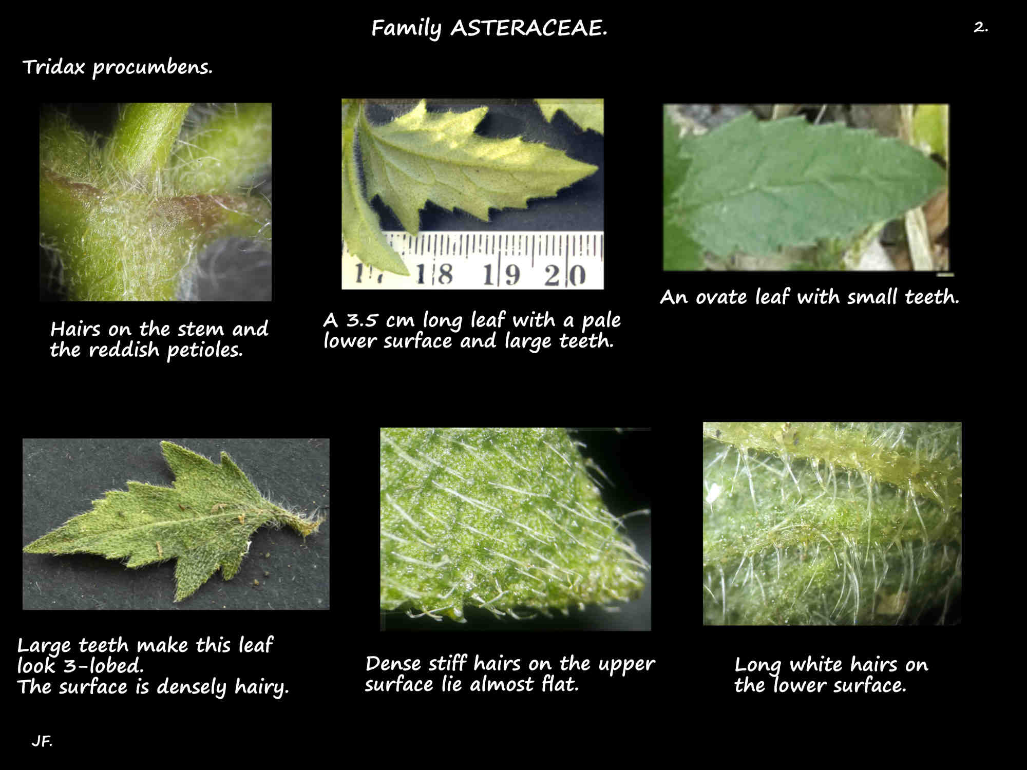 2 Tridax procumbens leaf shape & hairs