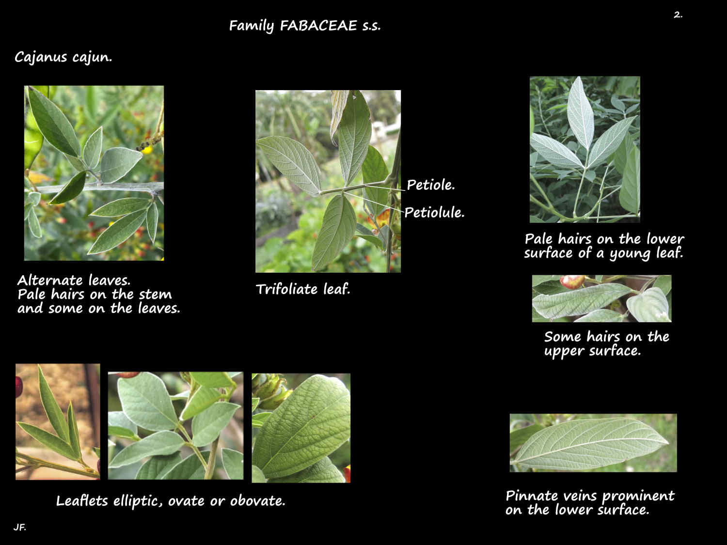 2 Trifoliate Cajanus cajun leaves