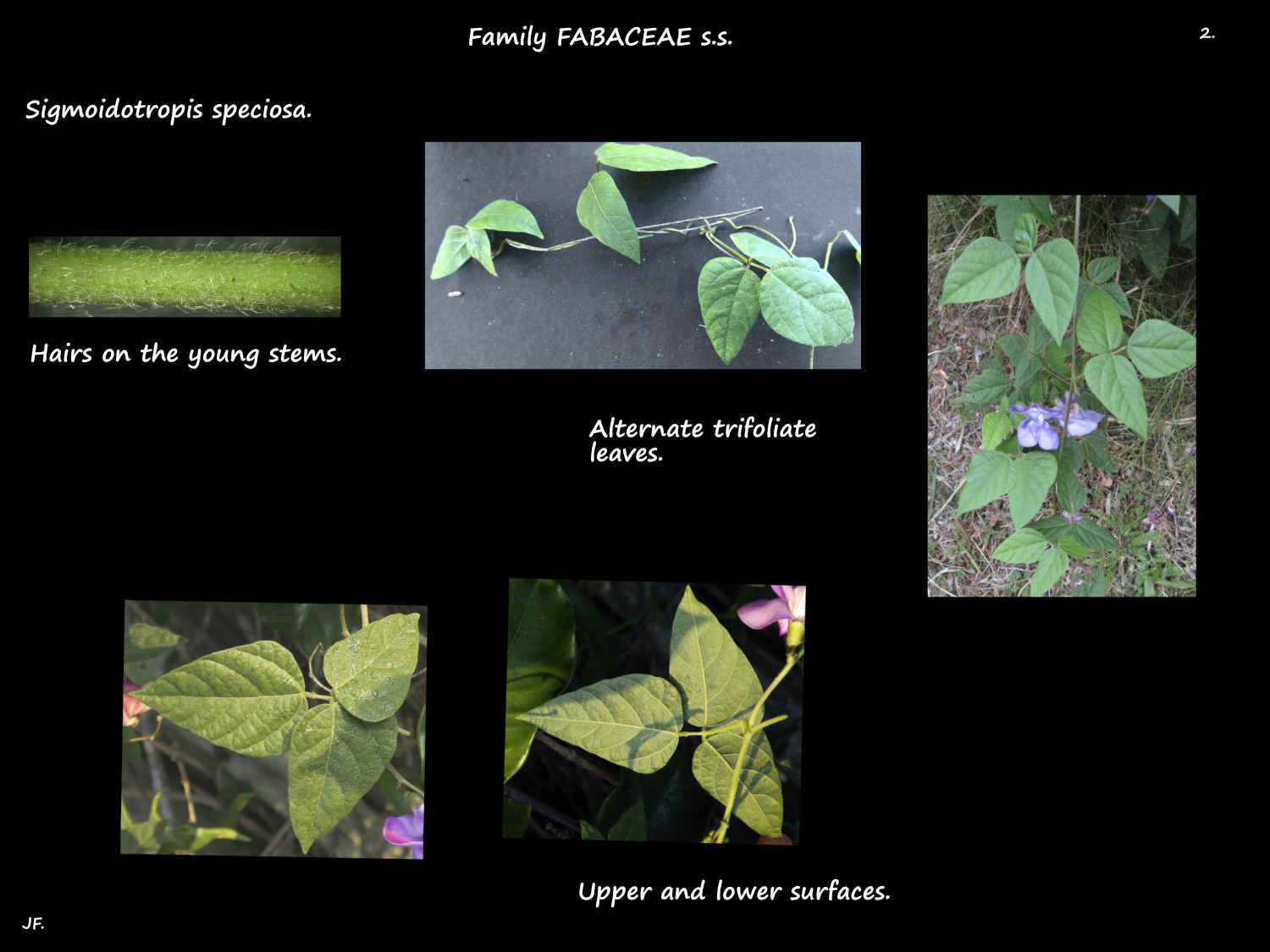 2 Trifoliate Sigmoidotropis speciosa leaves