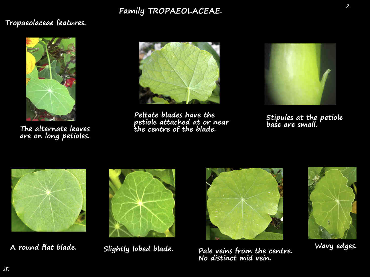 2 Tropaeolaceae leaf features