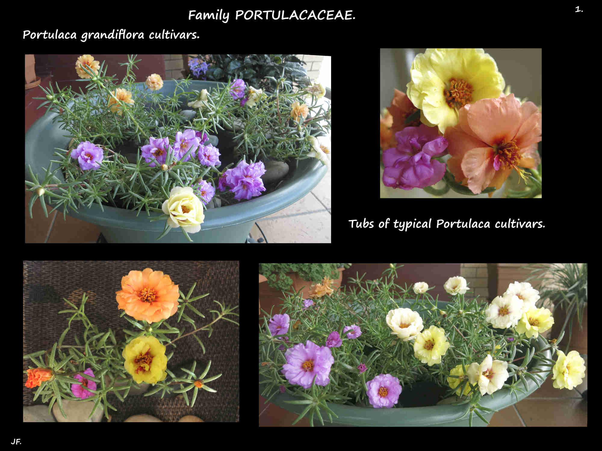 2 Tubs of mixed Portulaca grandiflora cultivars
