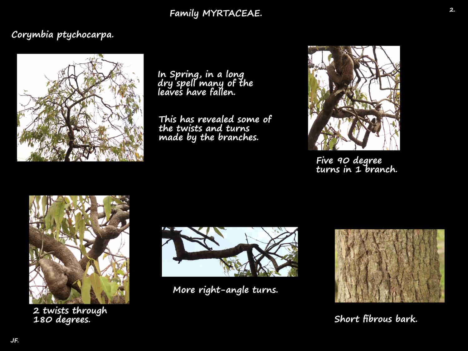 2 Twisted Corymbia ptychocarpa branches