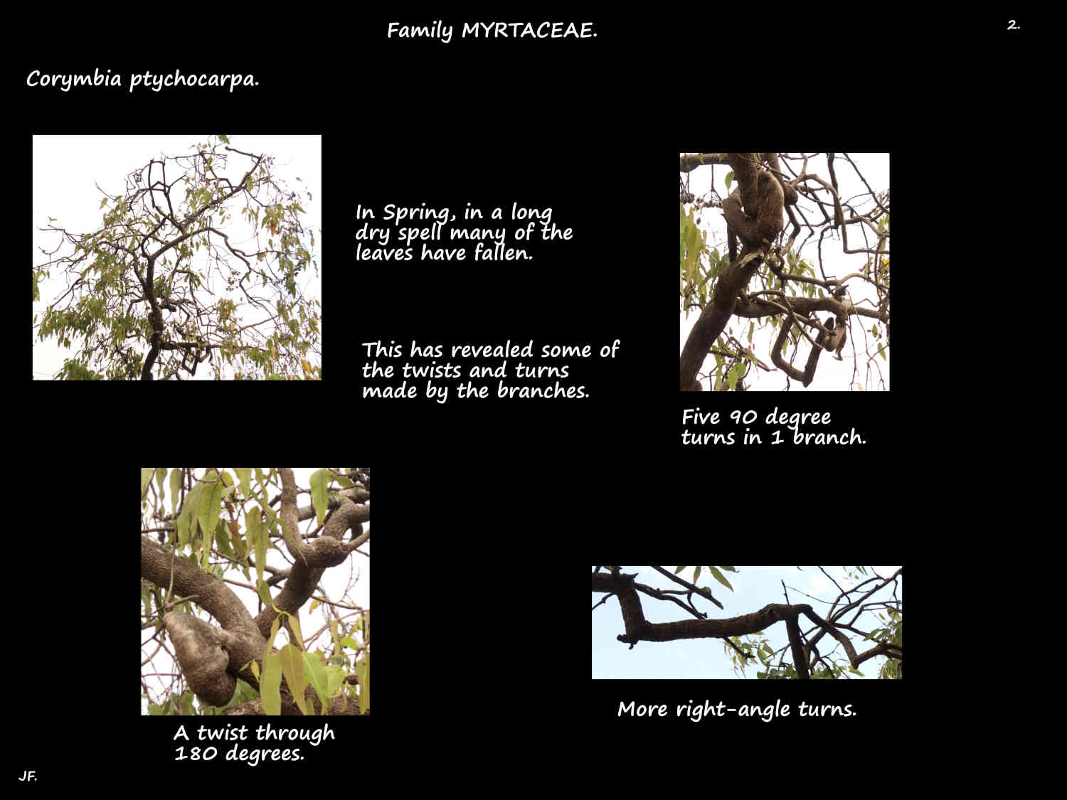 2 Twisted Swamp Bloodwood branches