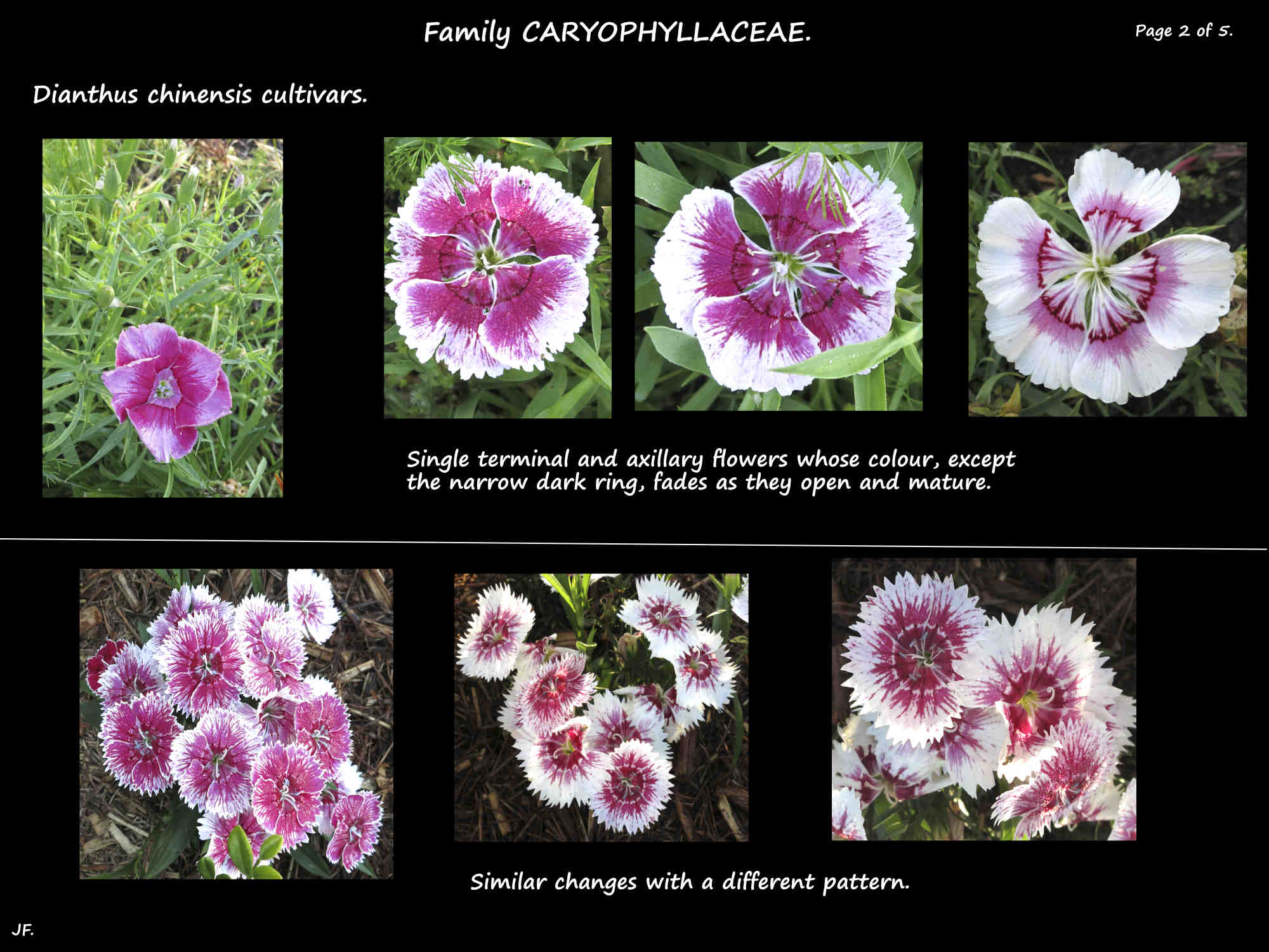 2 Two Dianthus chinensis cultivars