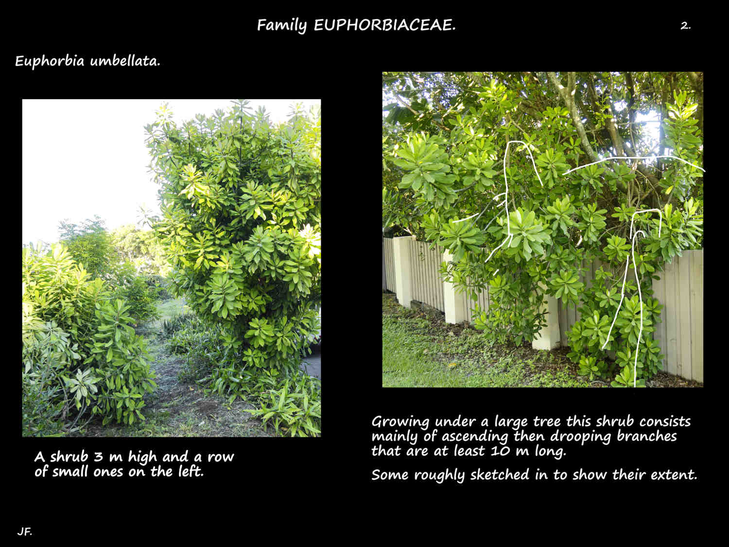 2 Two more Euphorbia umbellata shrubs