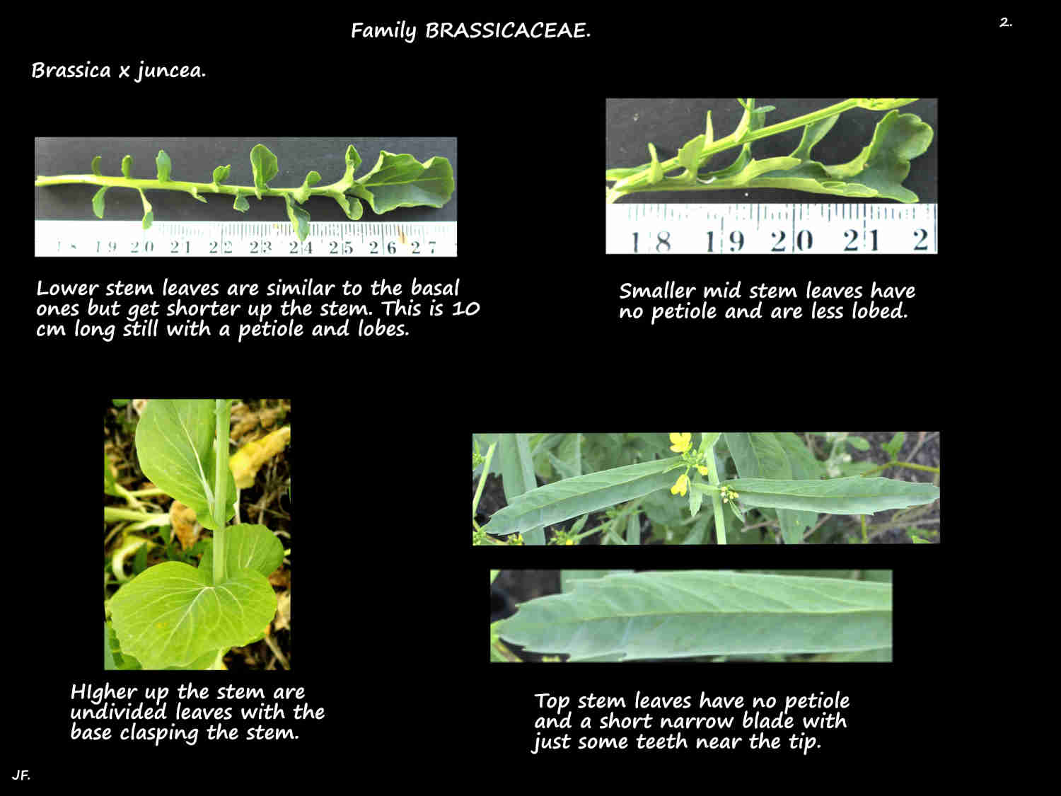 2 Upper & lower Indian mustard stem leaves