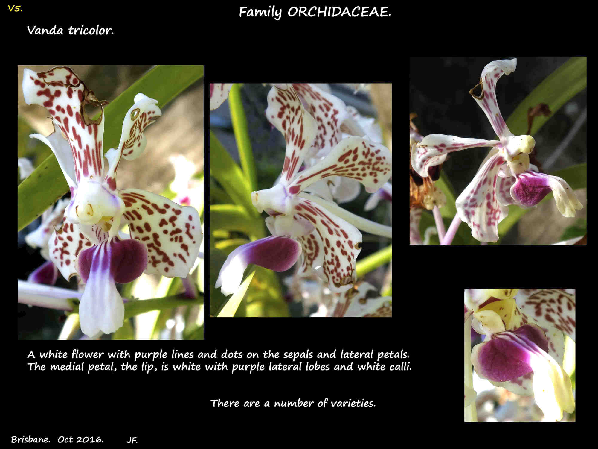 2 Vanda tricolor flowers