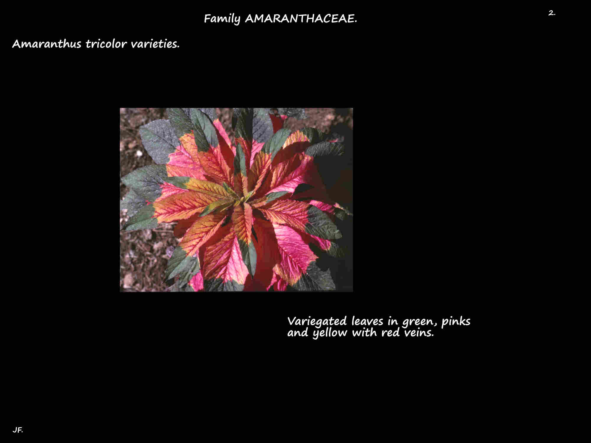2 Variegated Amaranthus tricolor leaves