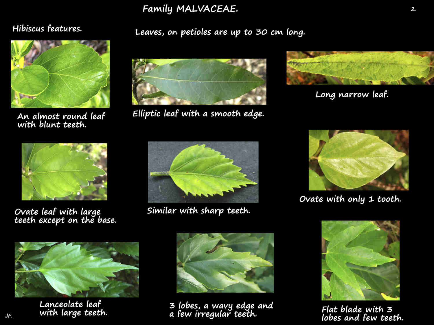 2 Various Hibiscus leaf shapes