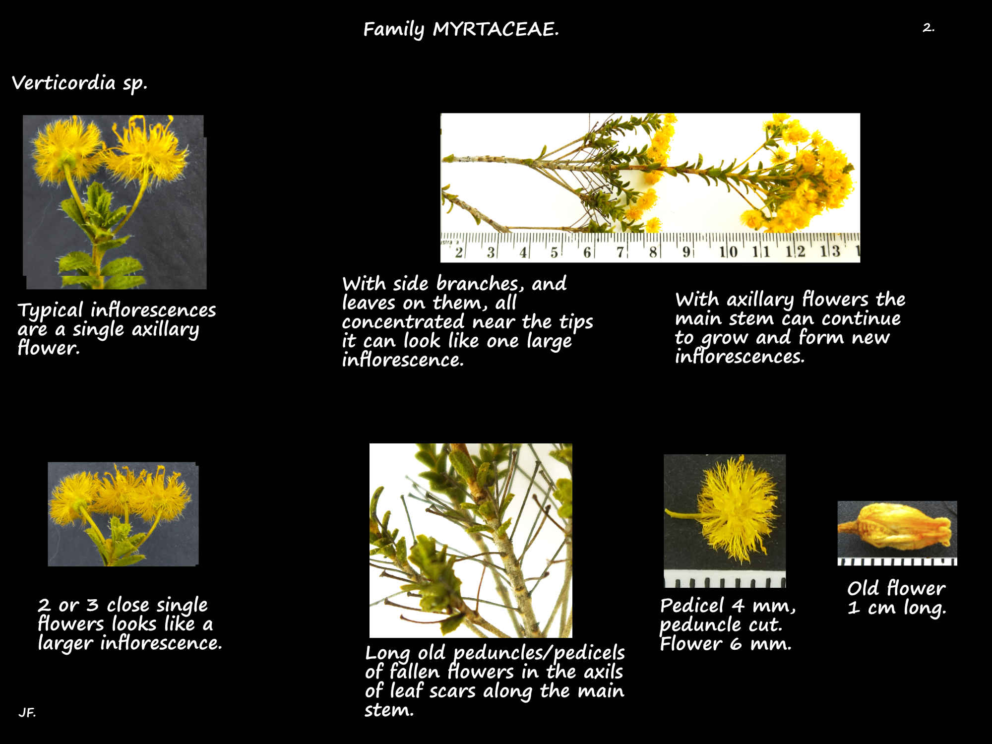 2 Verticordia sp. inflorescences