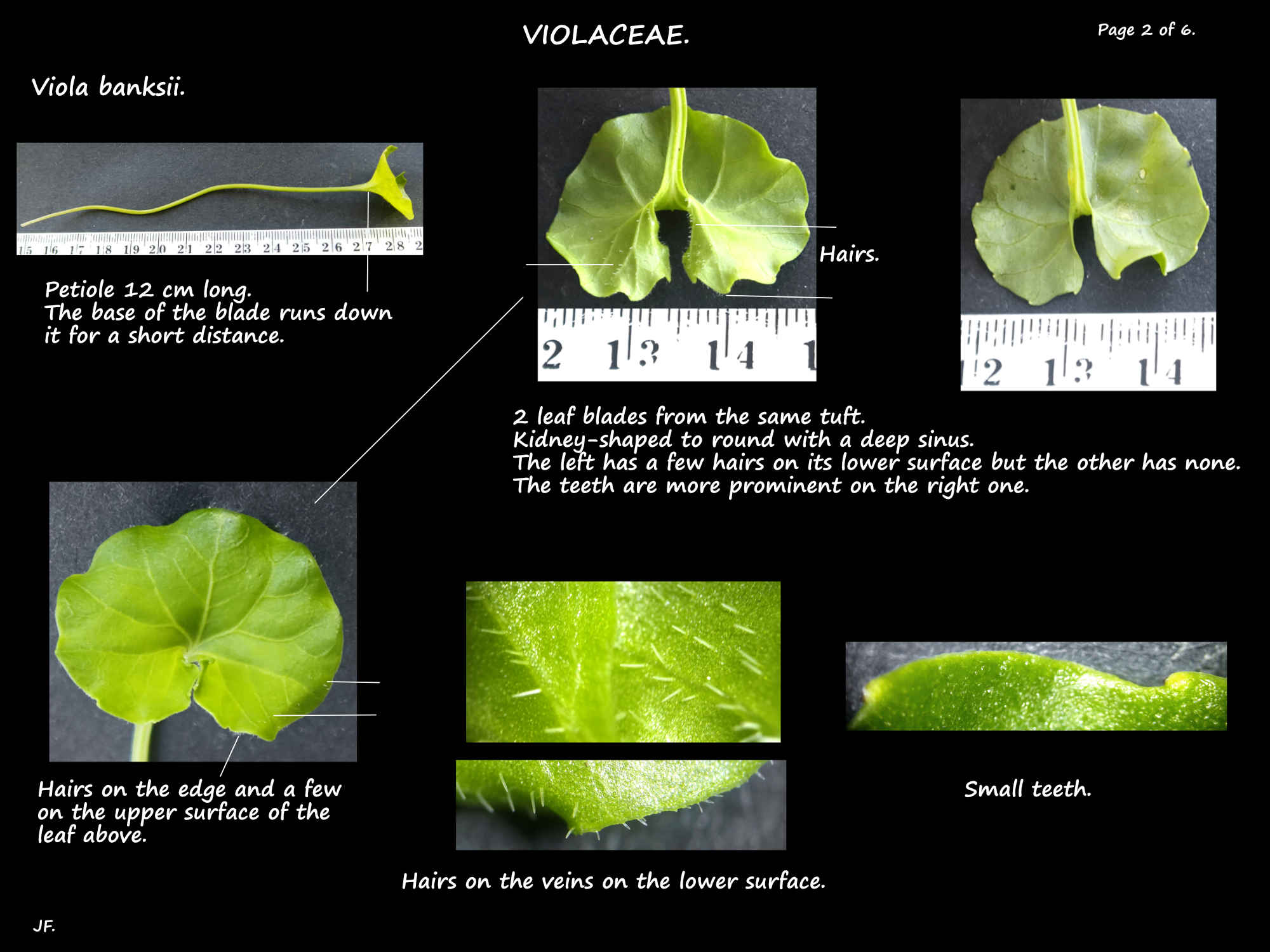 2 Viola banksii leaves may have hairs