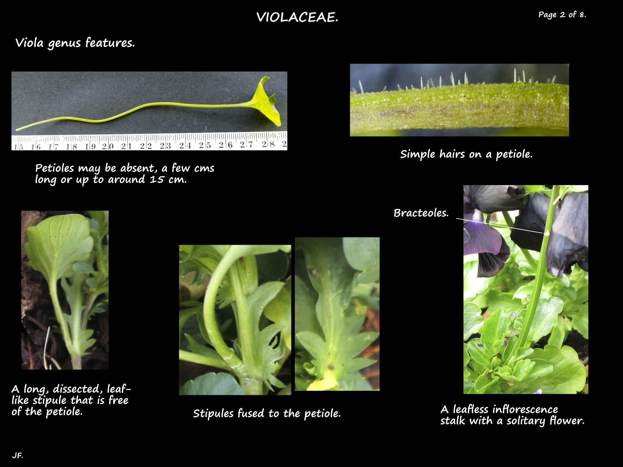 2 Viola petioles & stipules