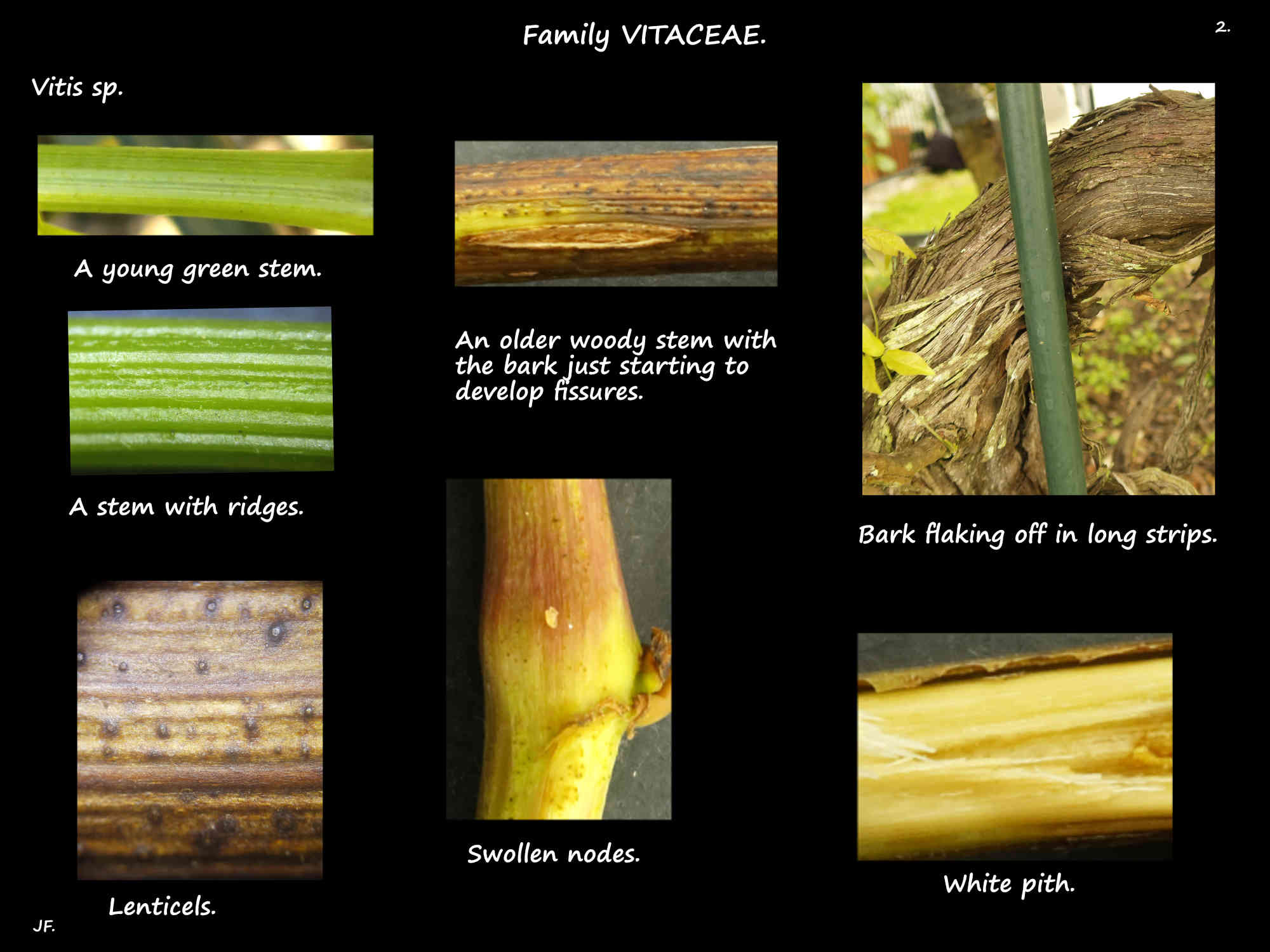 2 Vitis sp. stems, lenticels & peeling bark