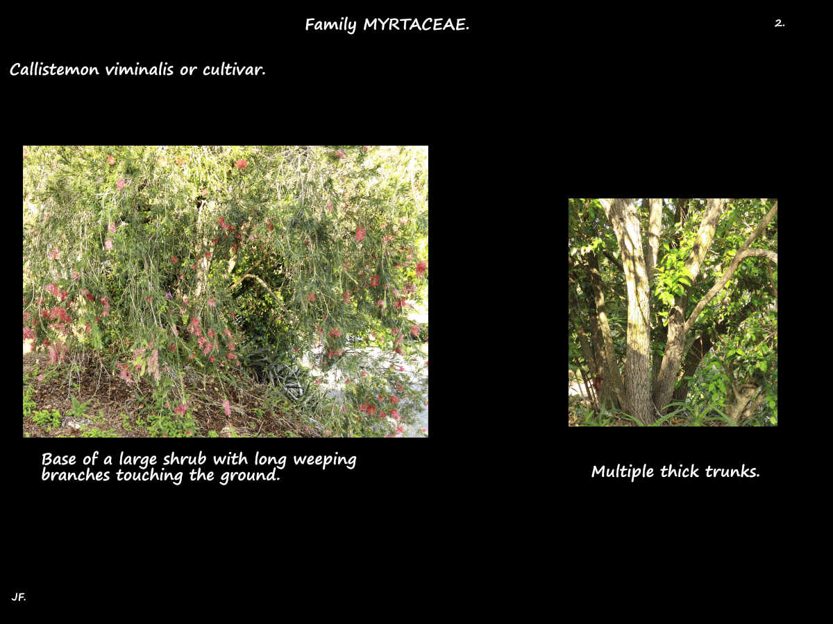 2 Weeping branches of a Callistemon shrub