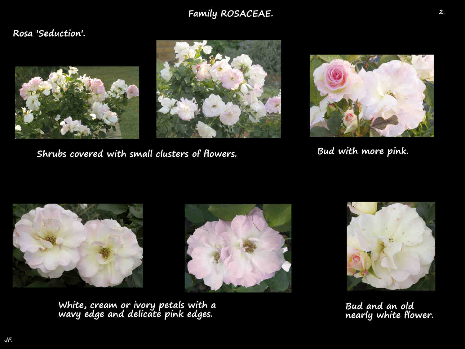 2 White & pink Rosa 'Seduction' flowers