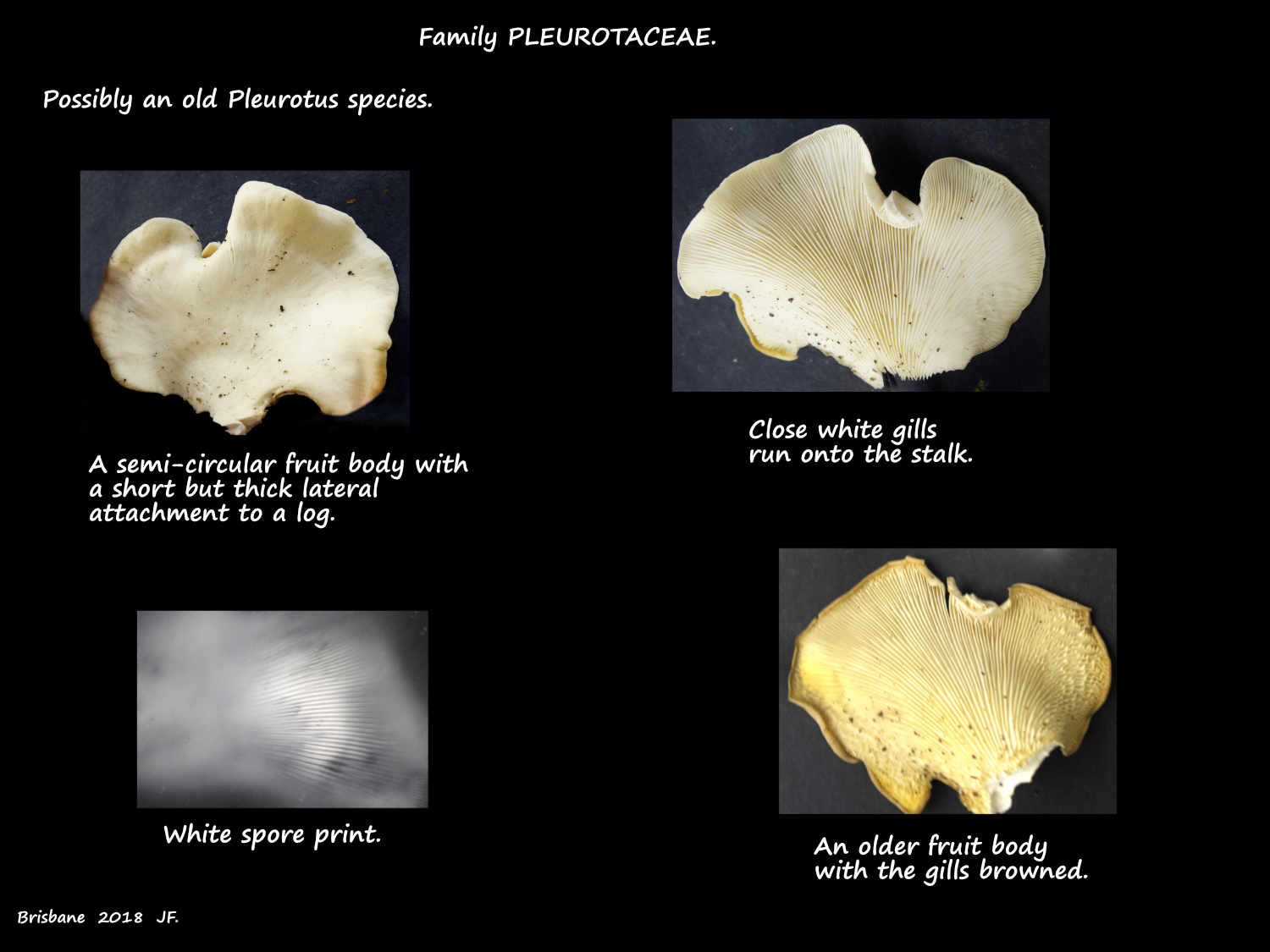 2 White spore print