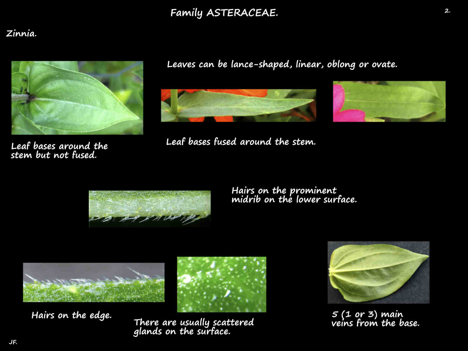 2 Zinnia leaf shapes & hairs