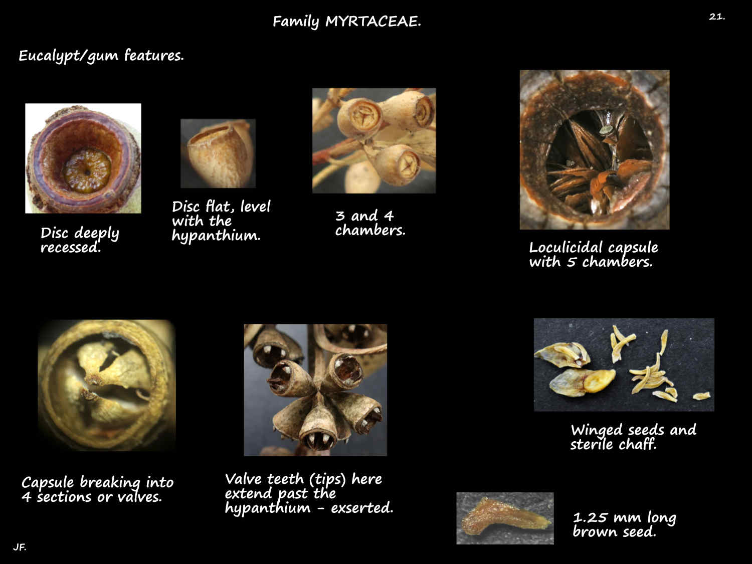 21 Eucalypt capsules & seeds