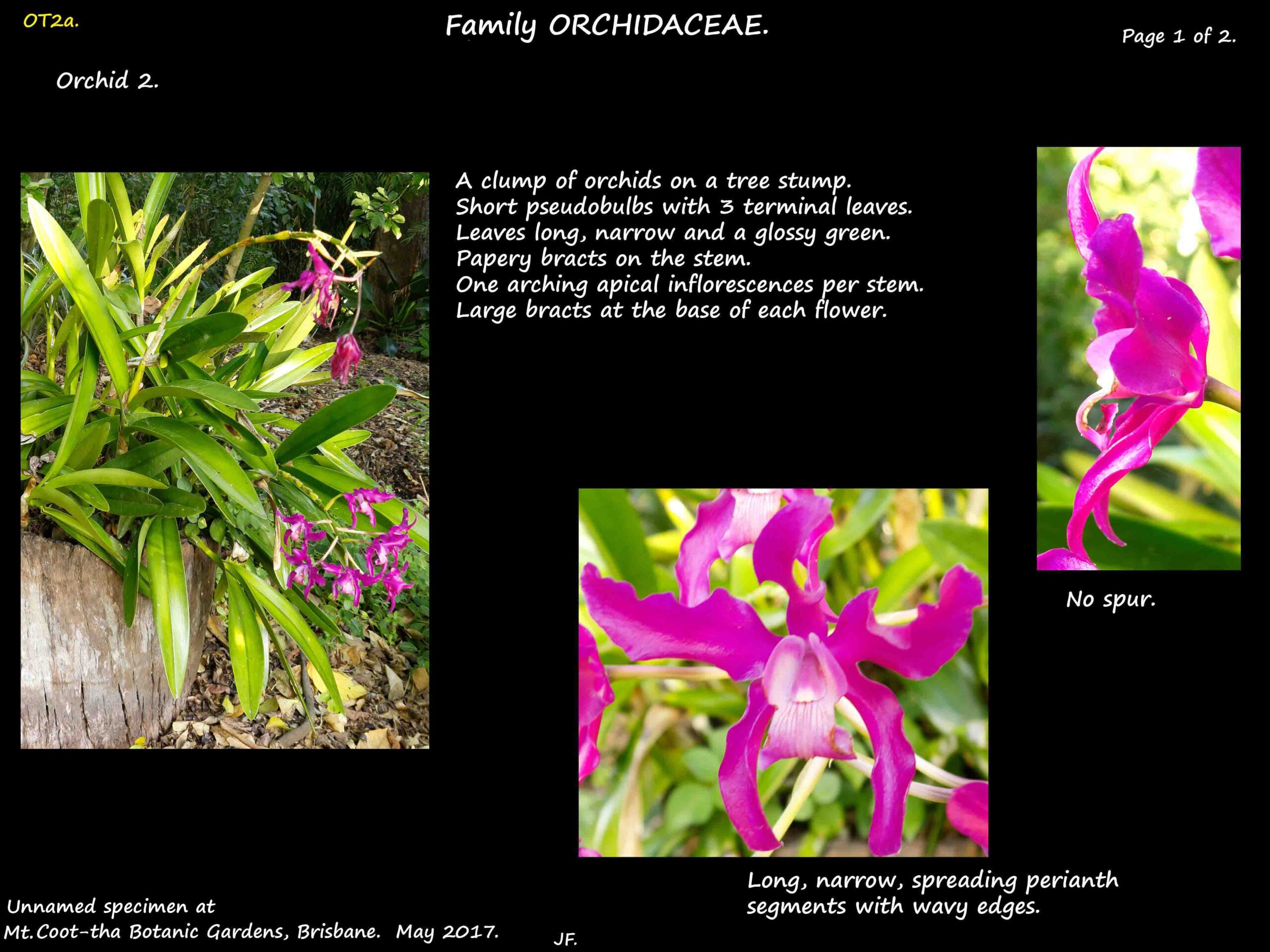2a An orchid with pseudobulbs