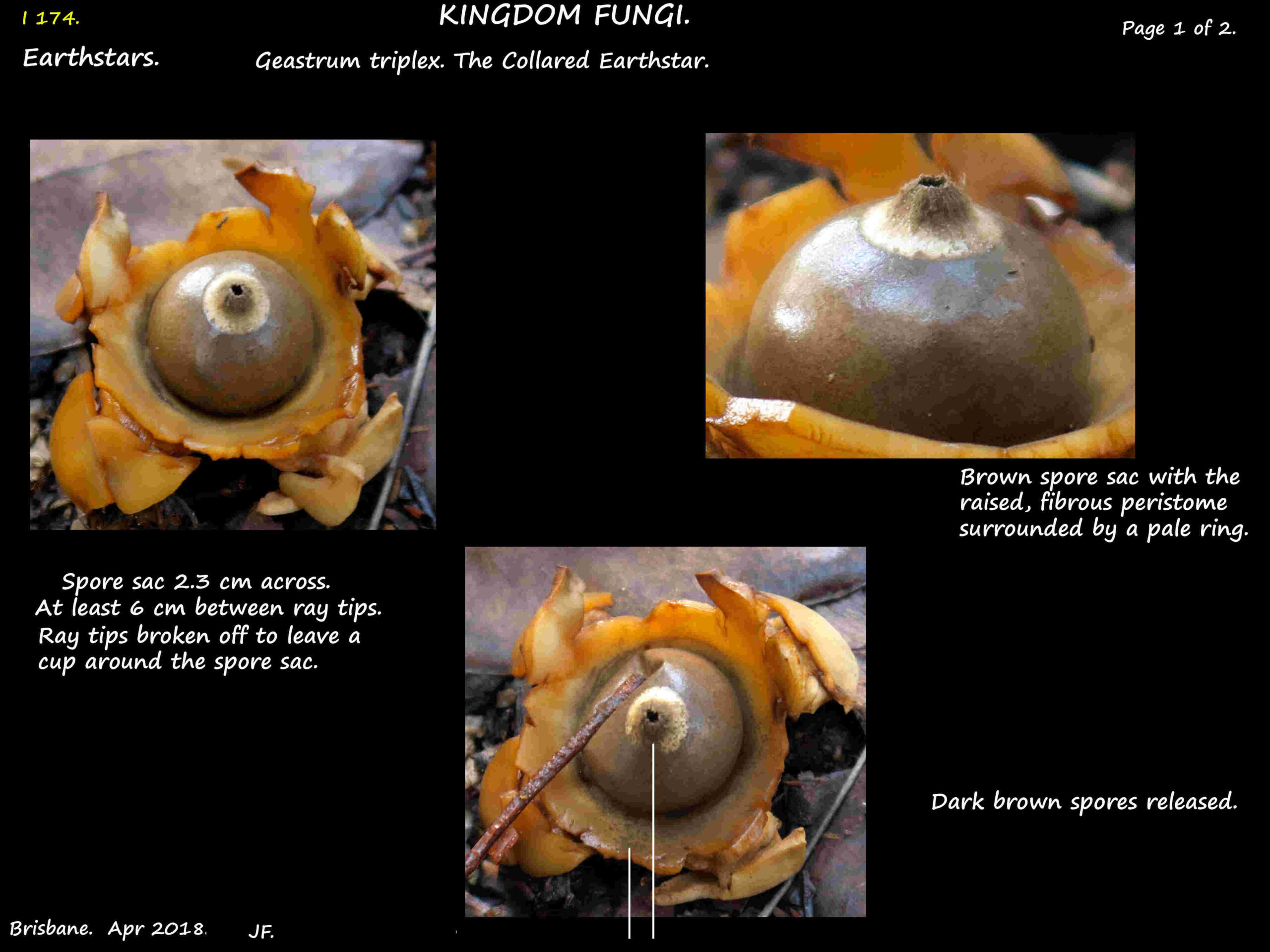 2a Collared earthstar spore sacs & broken ray tips