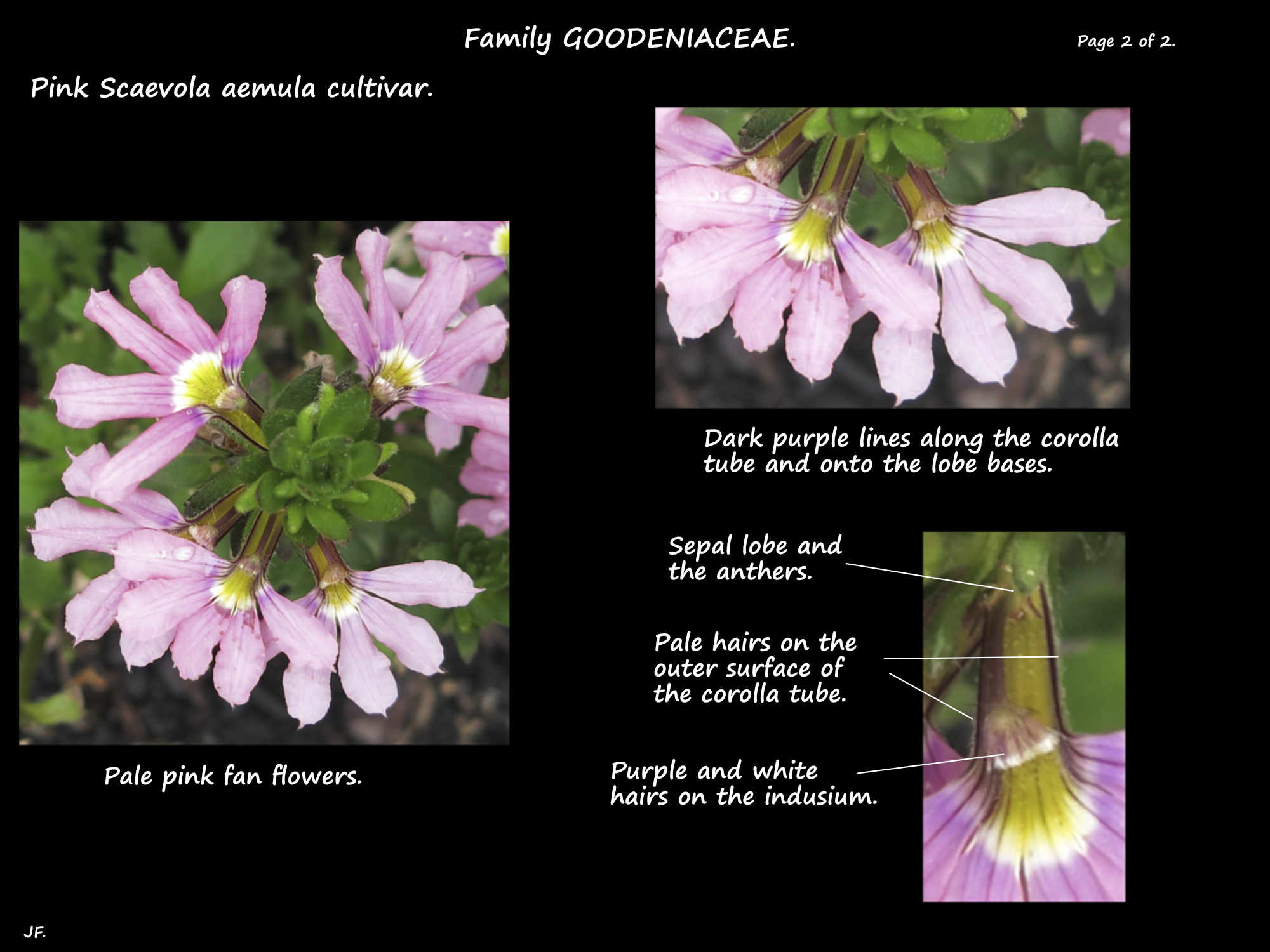 3b A pale pink Scaevola cultivar