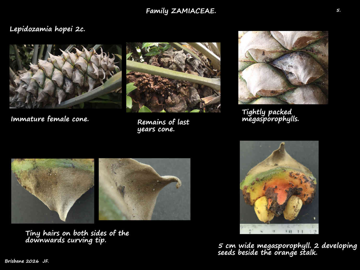 2c Lepidozamia hopei megasporophyll