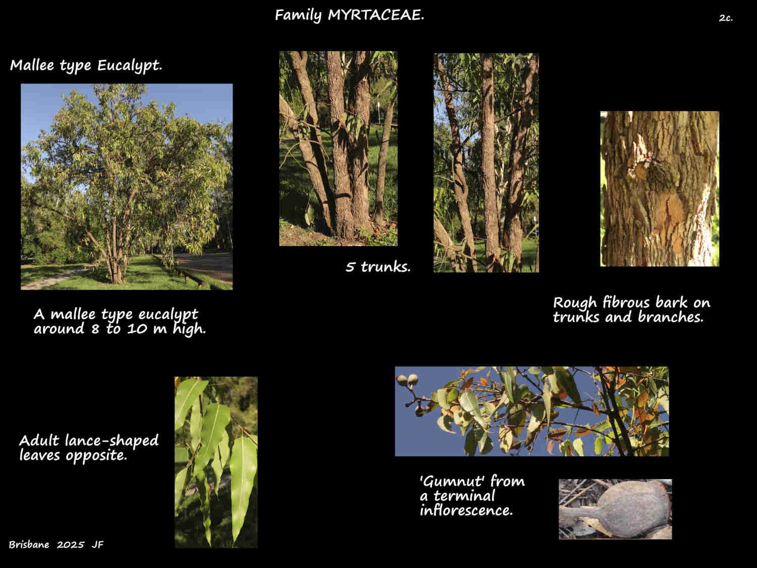 2c Mallee type Eucalypts