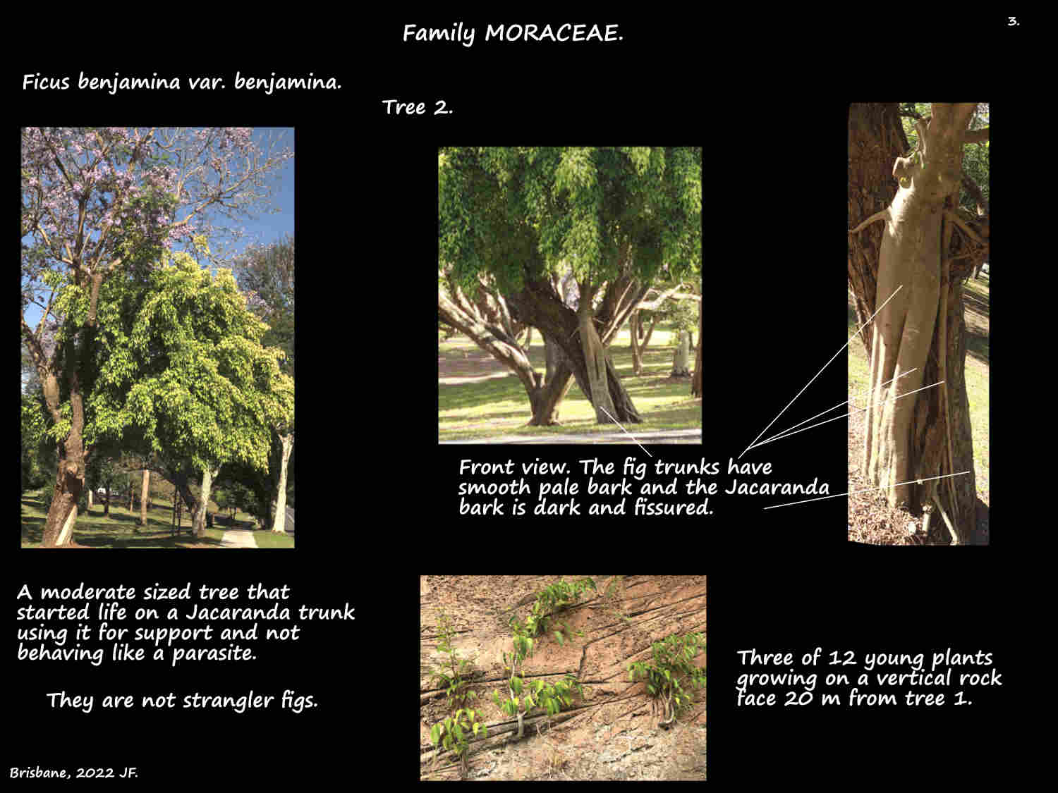 3 A Ficus benjamina tree on a Jacaranda