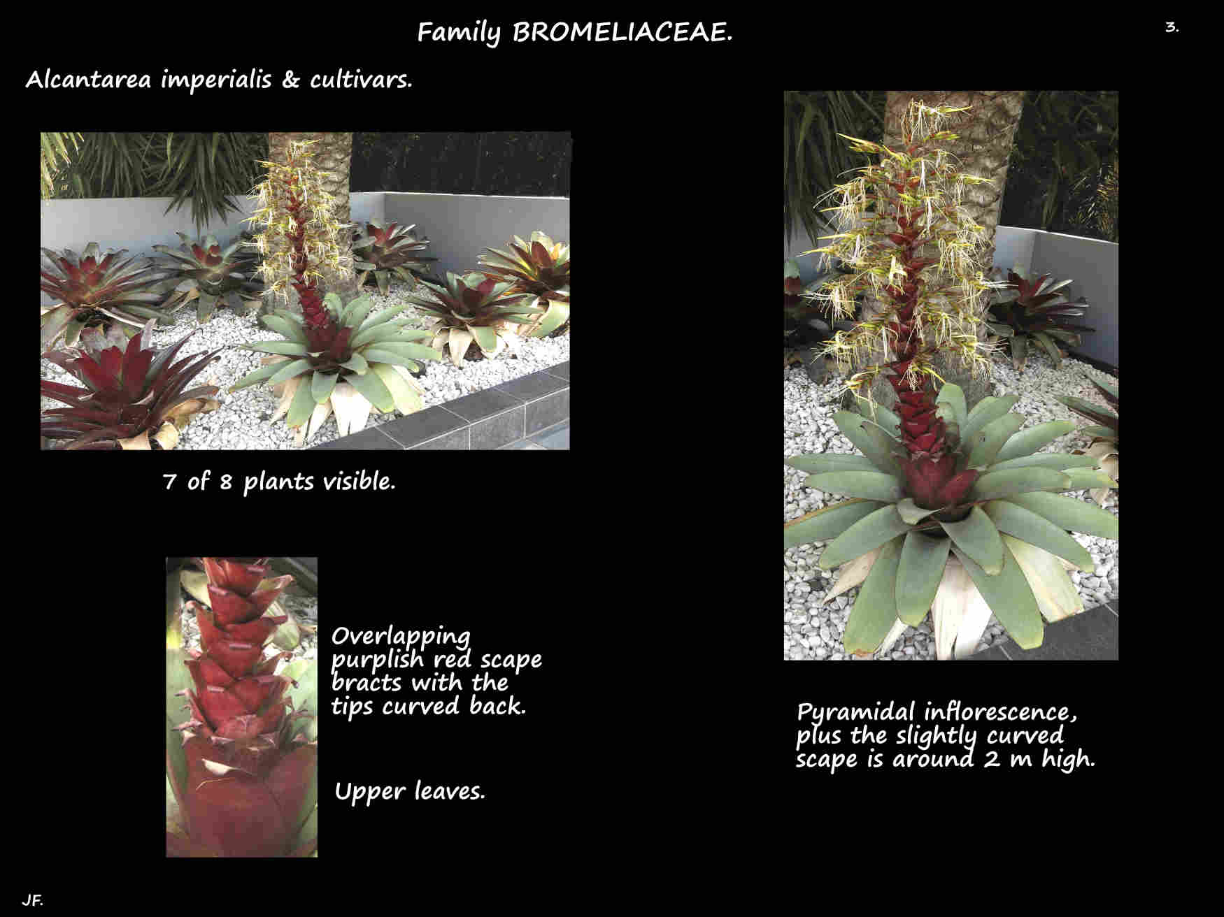 3 A Giant bromeliad in flower