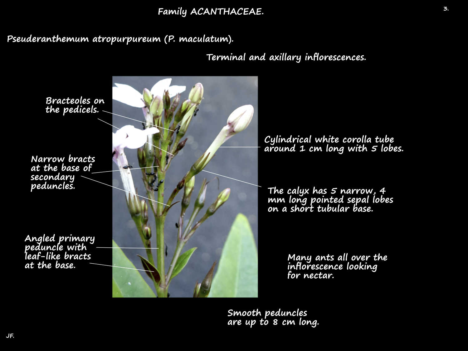 3 A Pseuderanthemum atropurpureum inflorescence