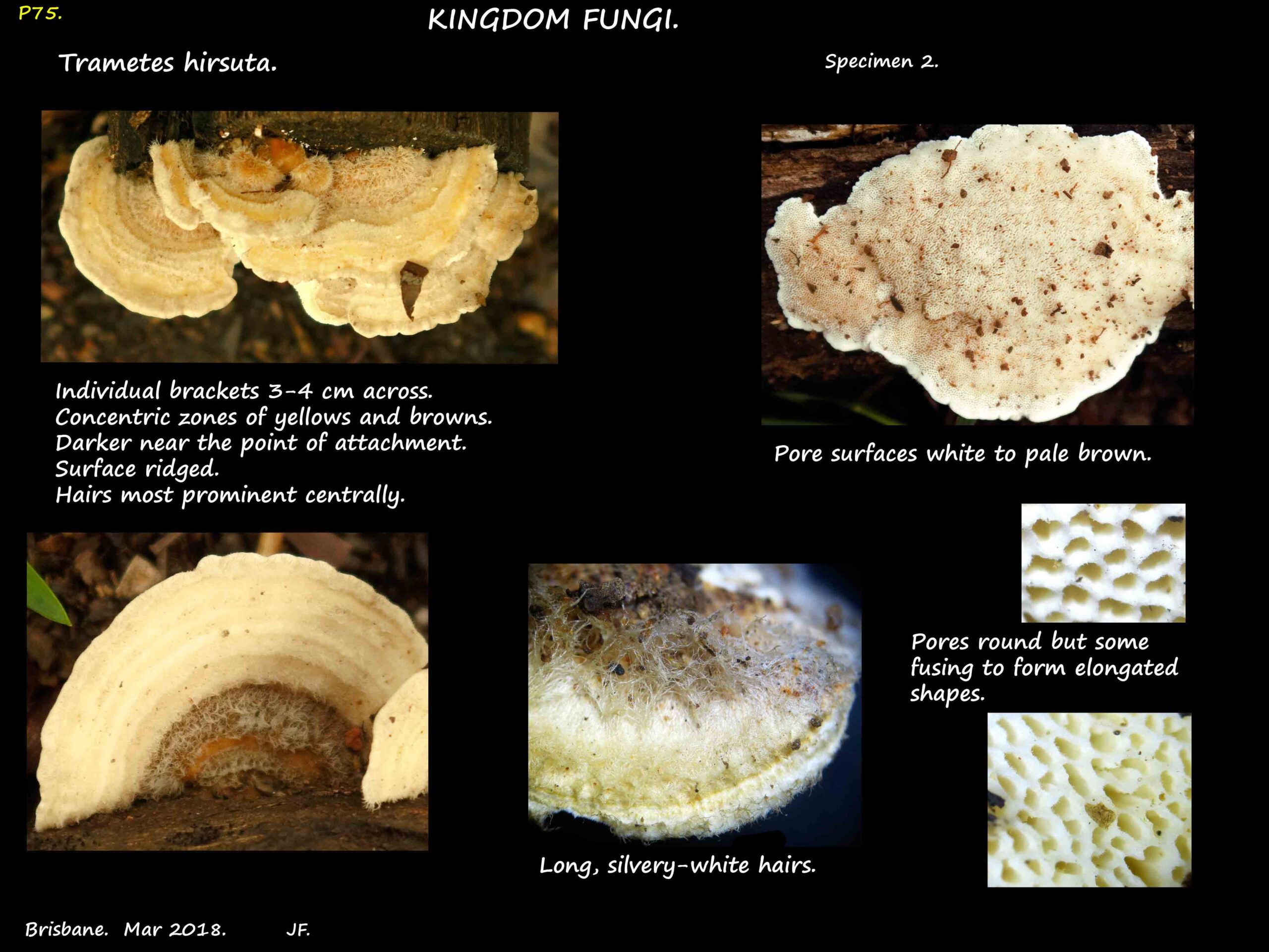 3 A Trametes hirsuta pore surface
