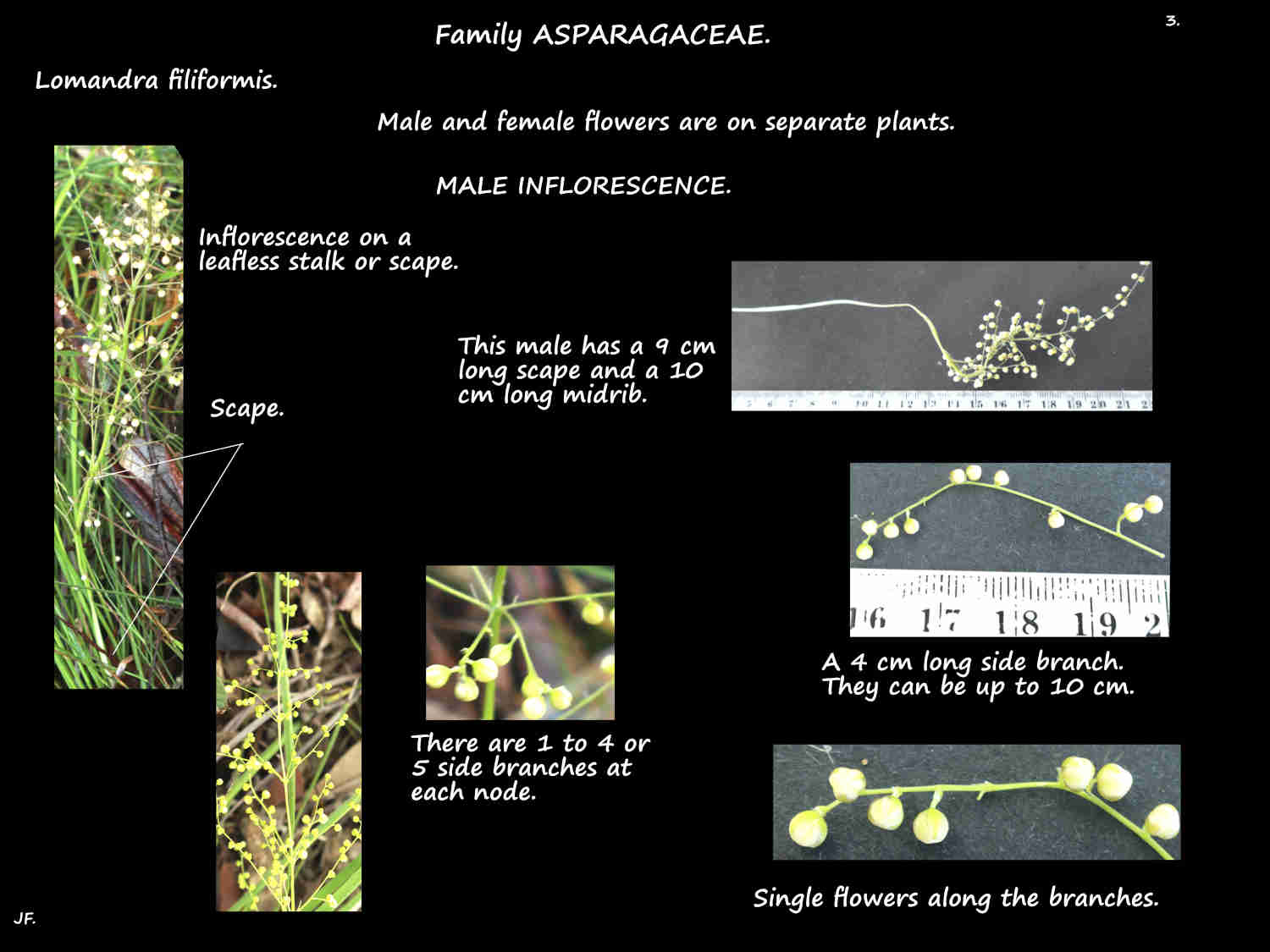 3 A male Lomandra filiformis inflorescence