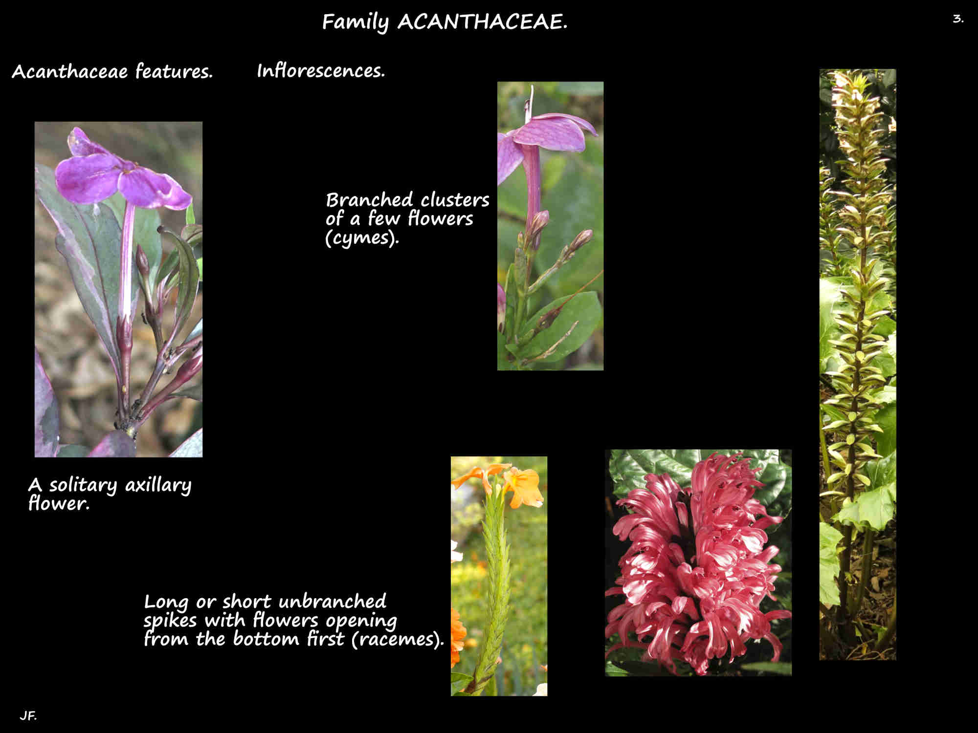 3 Acanthaceae inflorescences