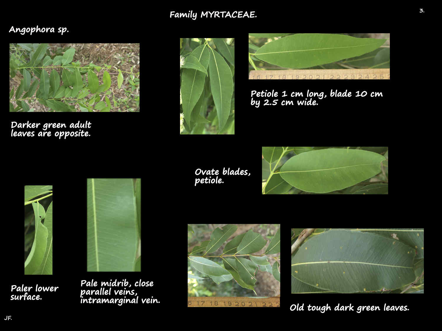 3 Adult Angophora leaves