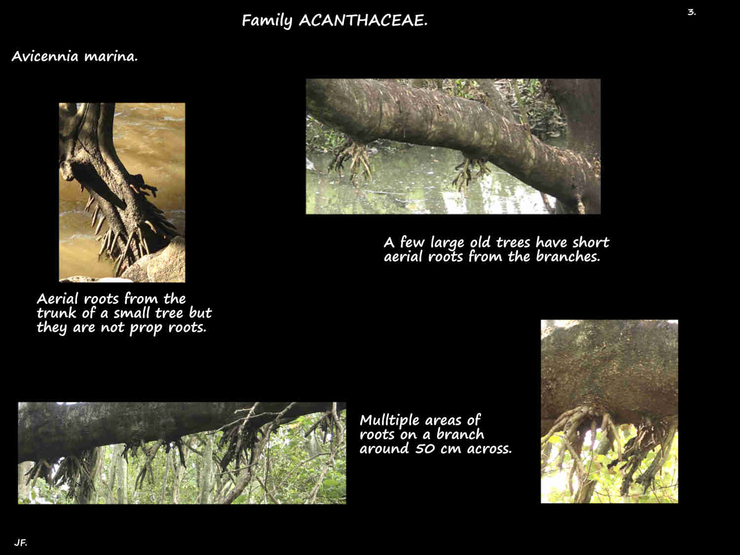 3 Aerial roots from Avicennia marina branches