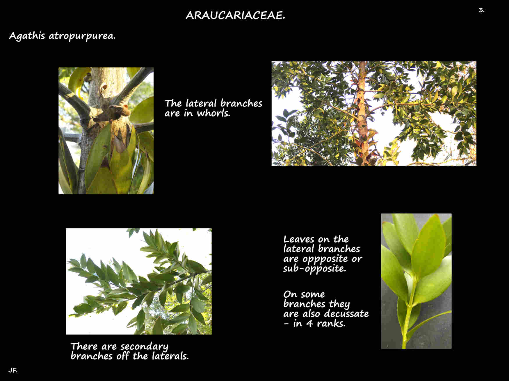 3 Agathis atropurpurea lateral branches