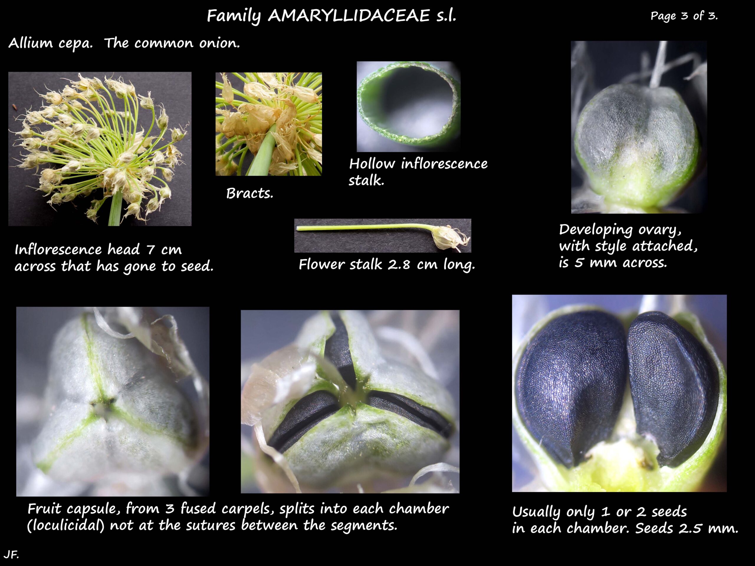 3 Allium cepa ovary, capsule & seeds
