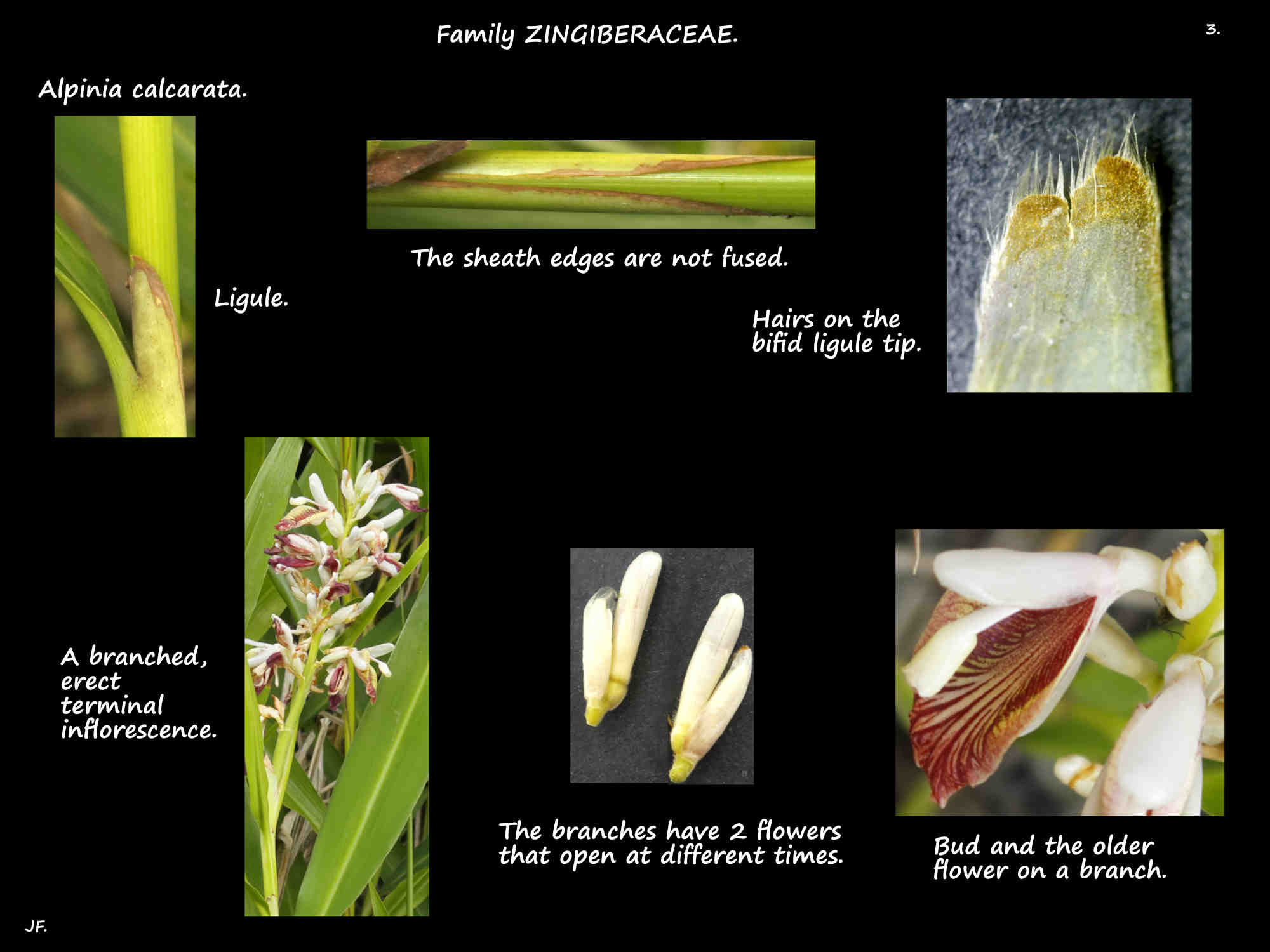 3 Alpinia calcarata ligule & inflorescence