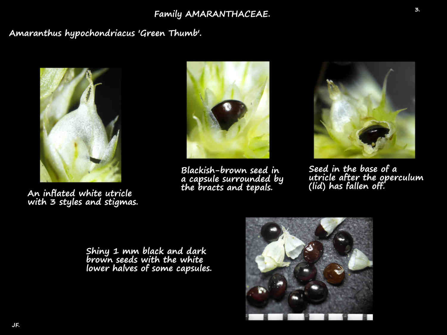 3 Amaranthus hypochondriacus utricle & seeds
