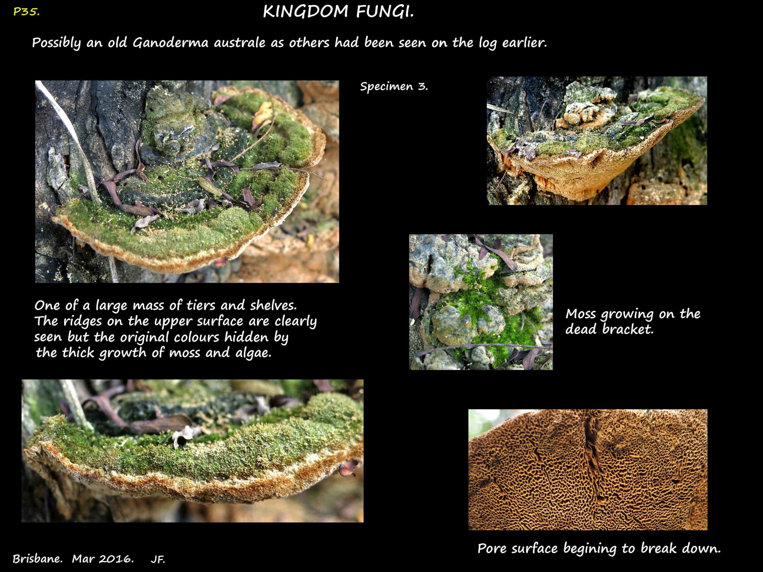 3 An old Ganoderma covered in moss & algae