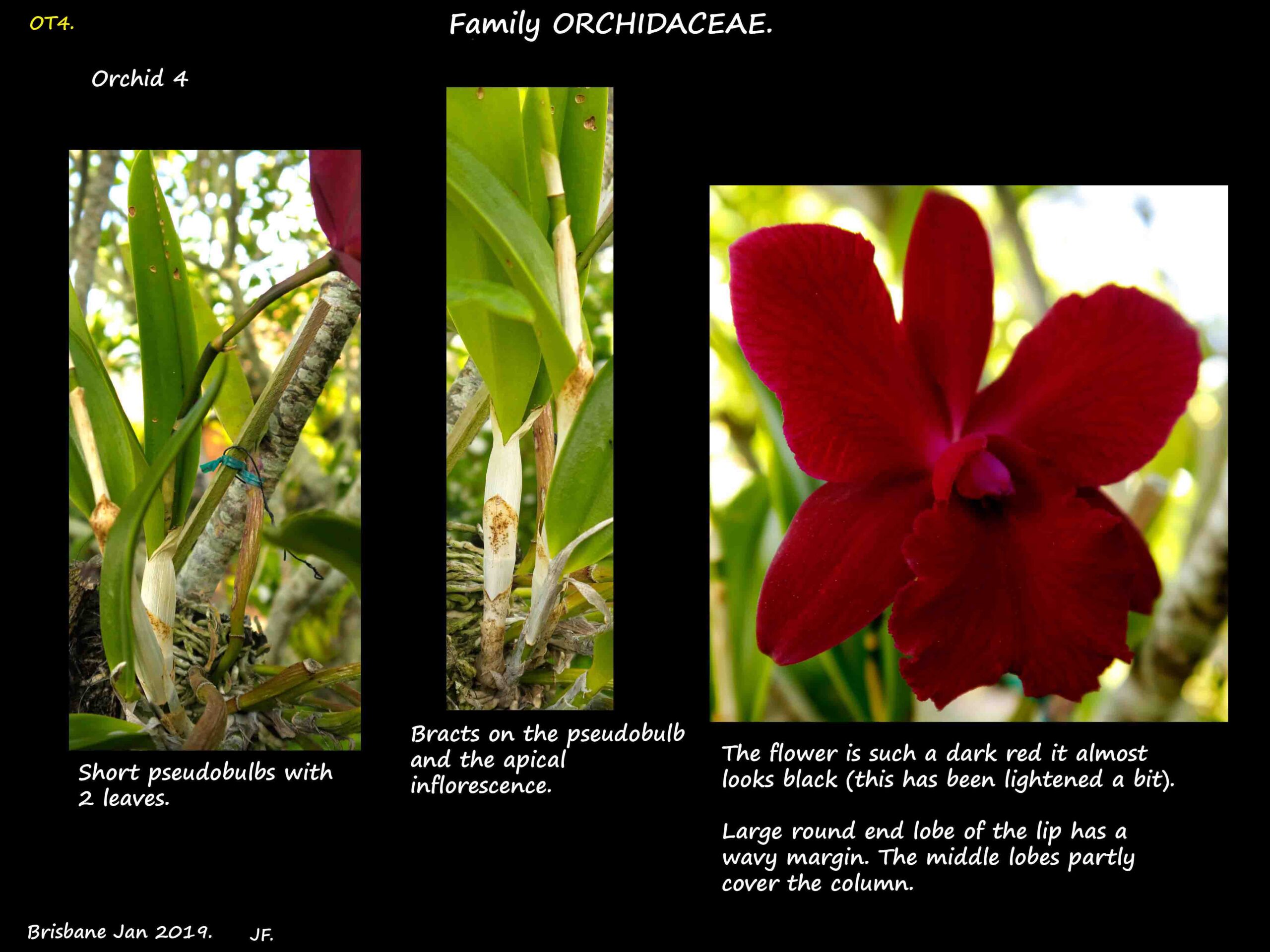 3 An orchid with blackish-red flowers