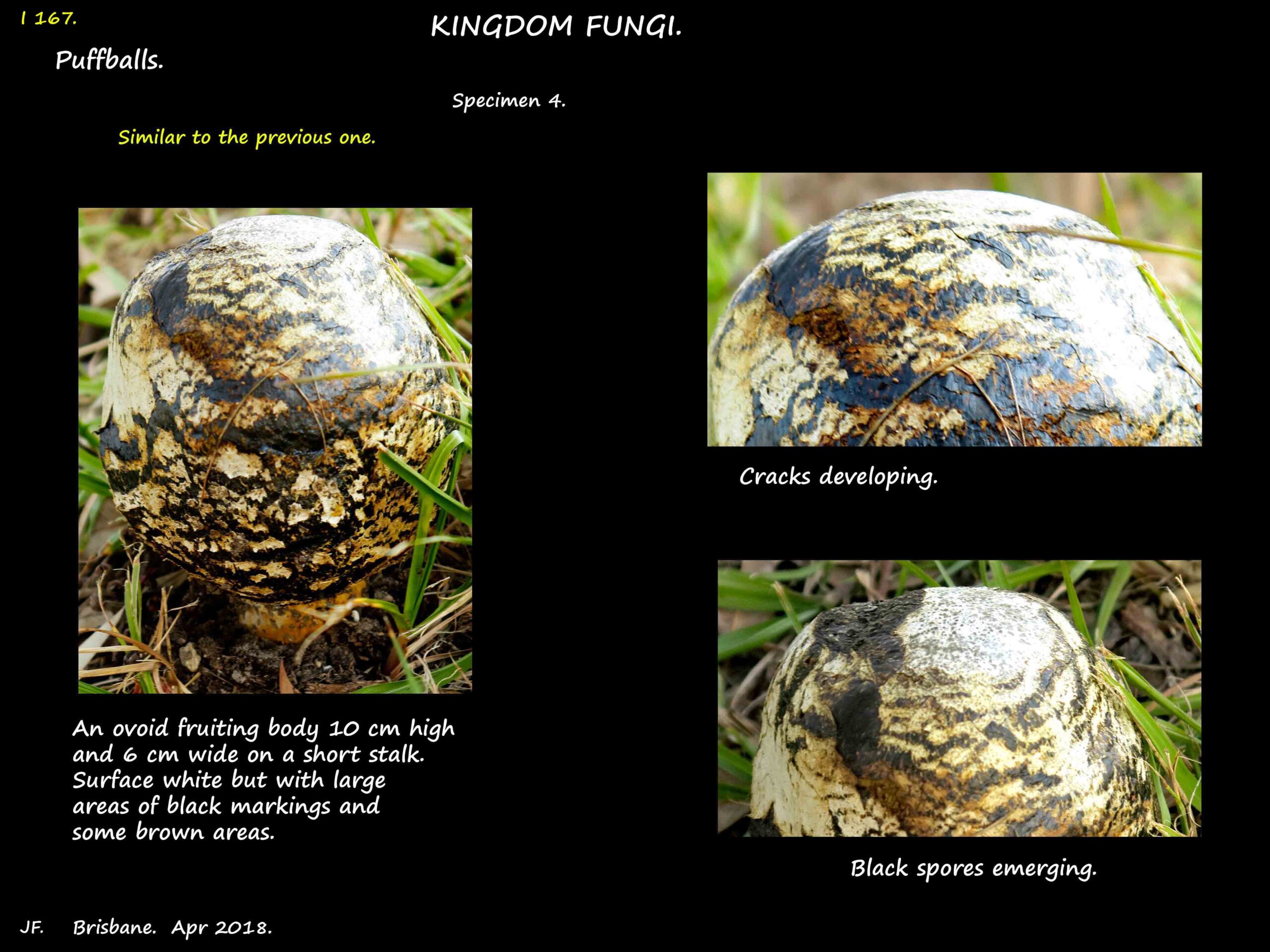 3 An ovoid puffball with black linear markings