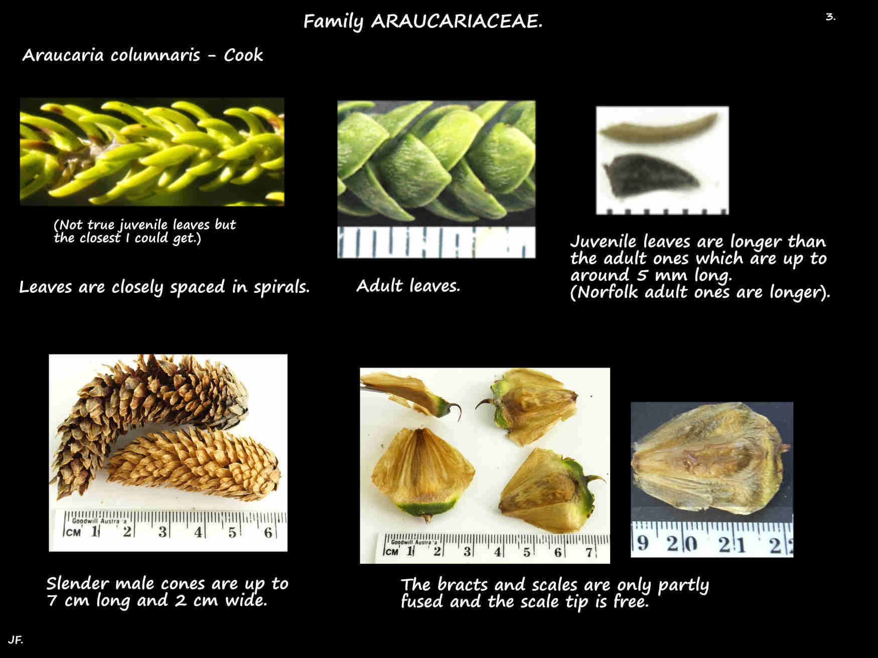 3 Araucaria columnaris cones & seeds
