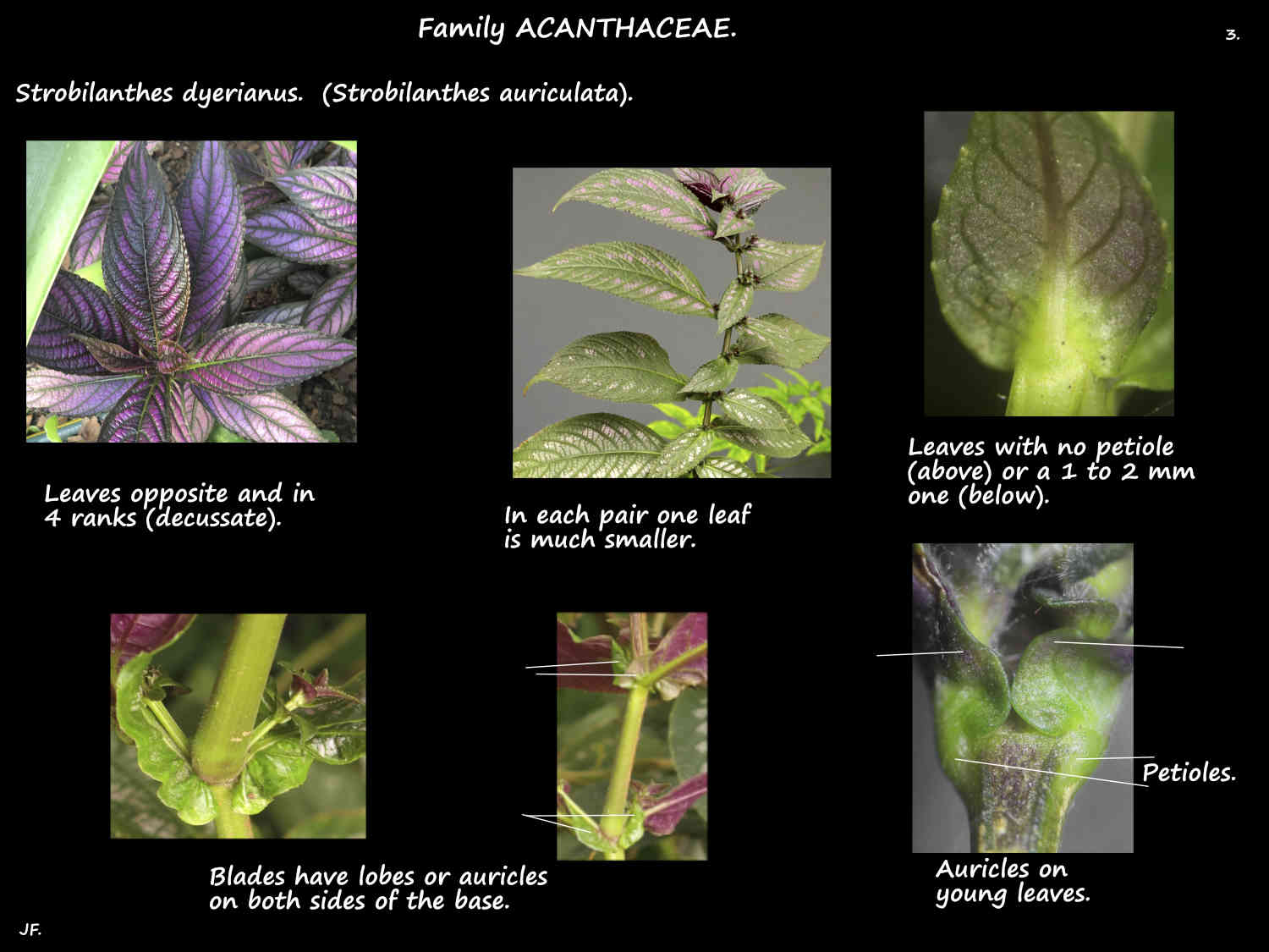 3 Auricles on Strobilanthes dyerianus leaves