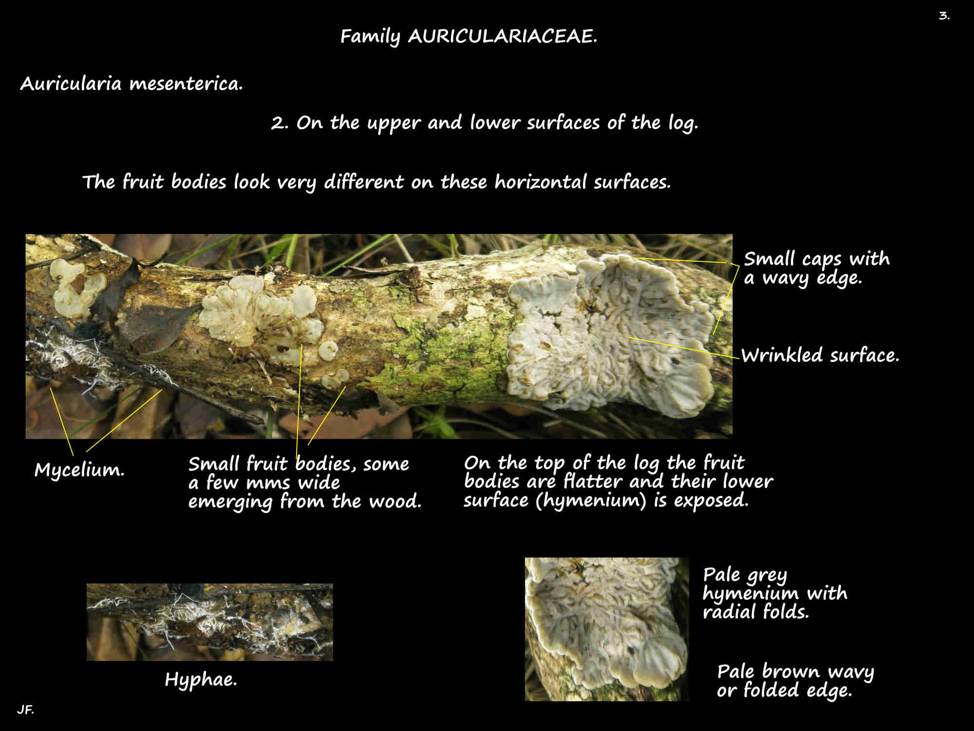 3 Auricularia mesenterica hymenium
