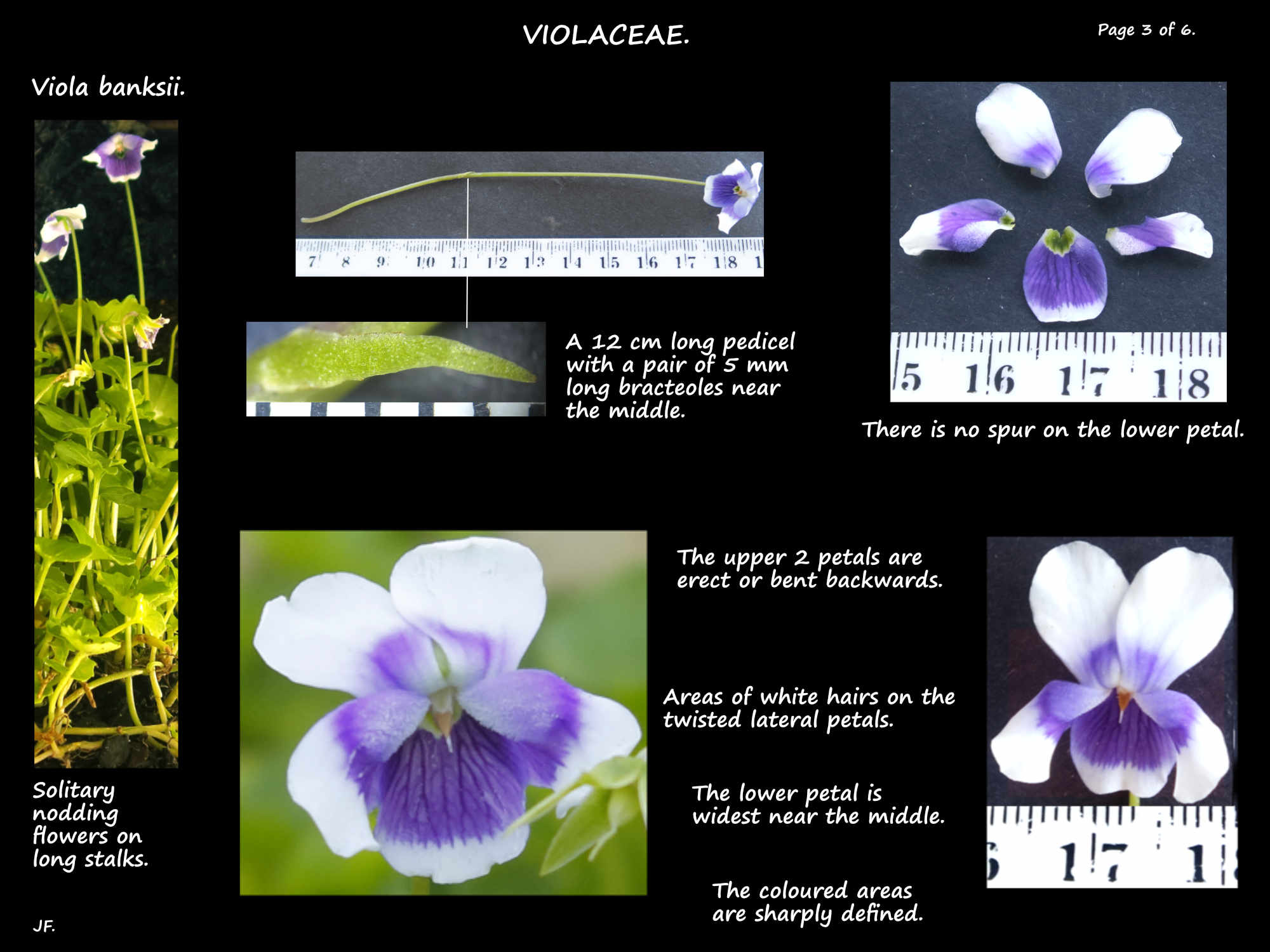 3 Australian Native violet flowers