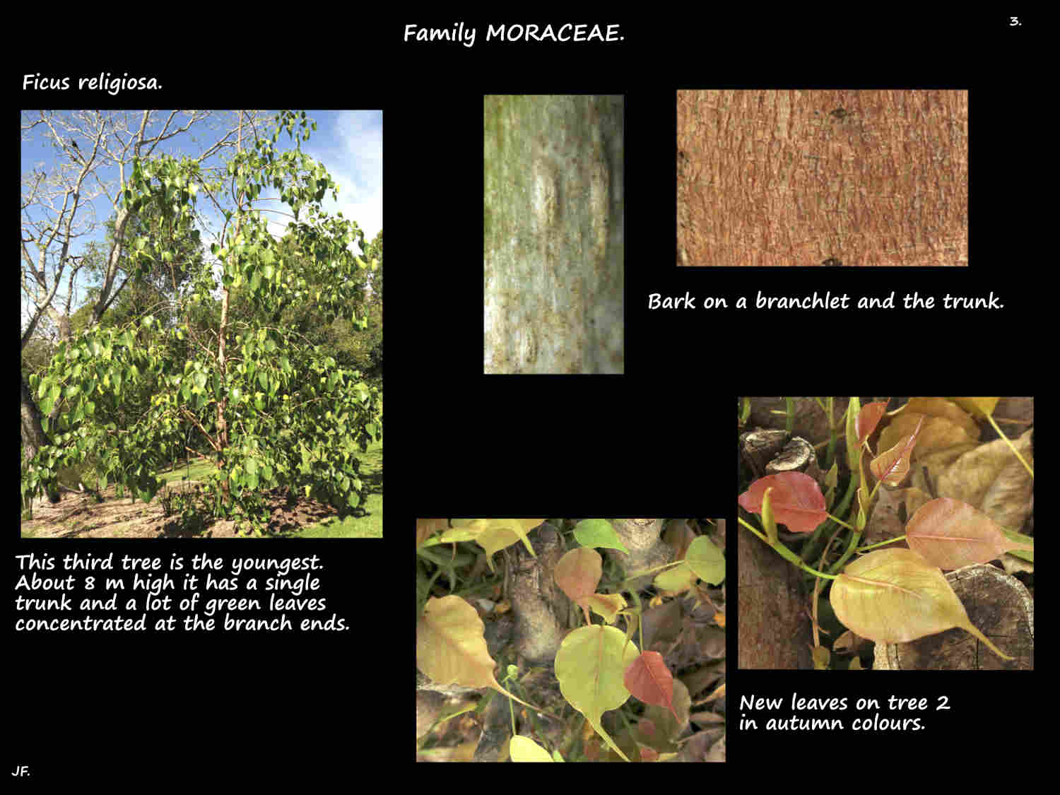 3 Autumn leaves on Ficus religiosa