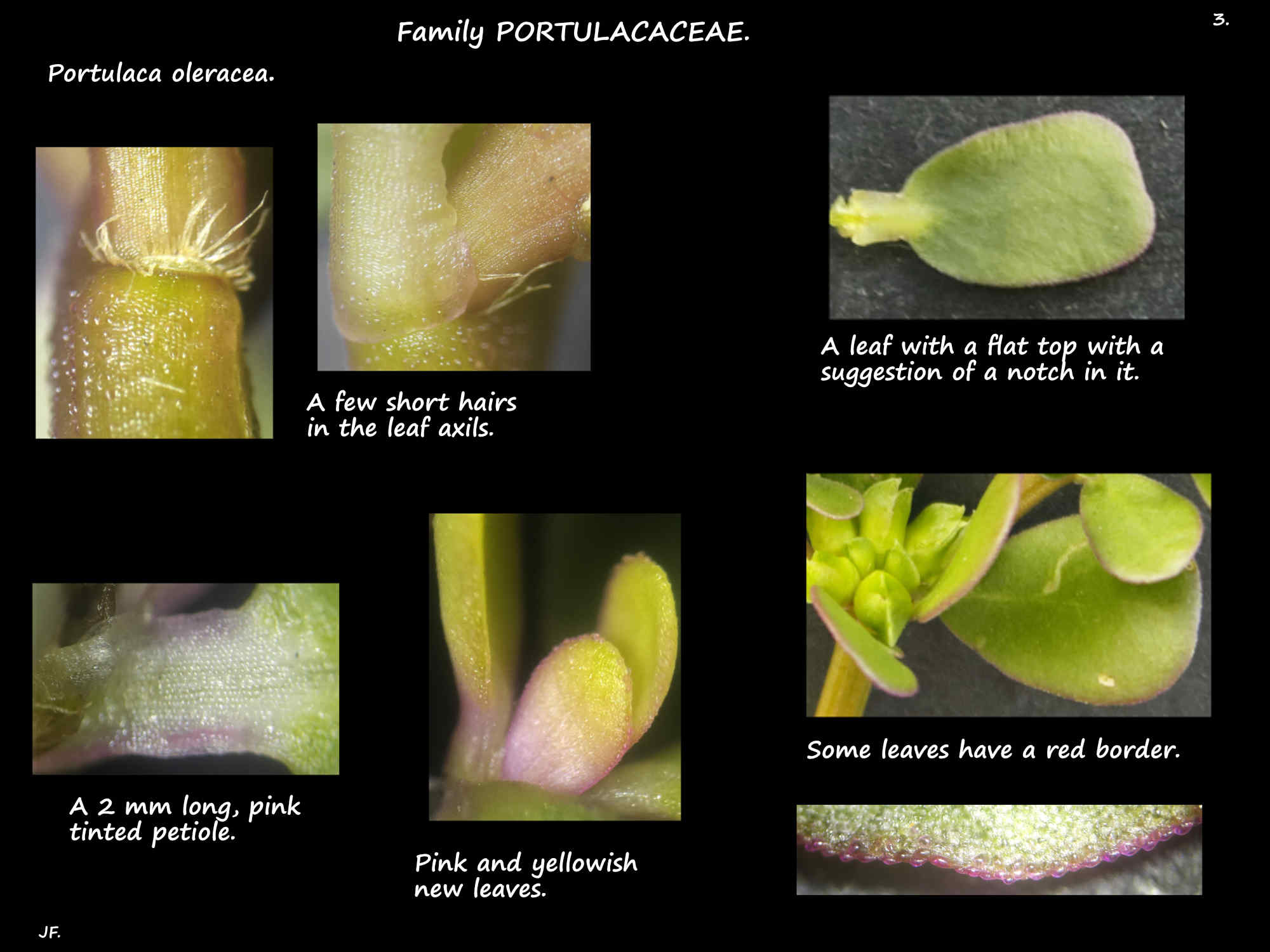 3 Axillary hairs & leaves of Portulaca oleracea