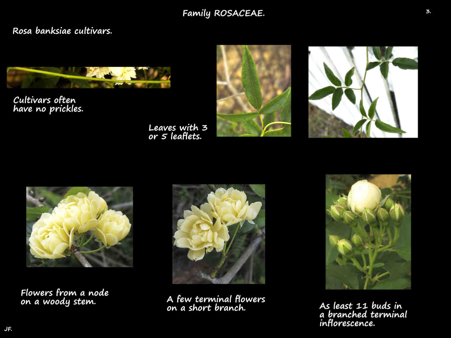 3 Banksia rose leaves & inflorescences